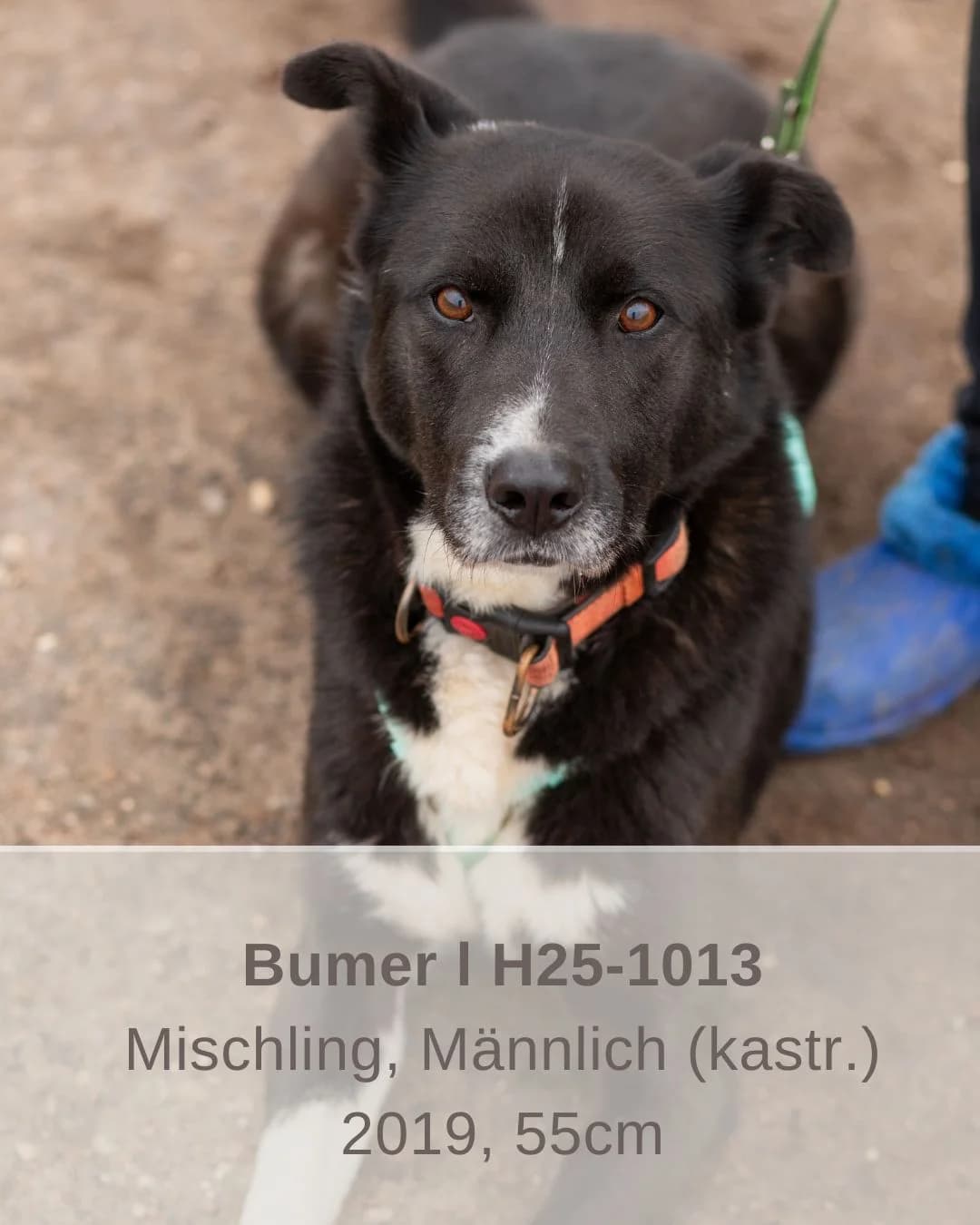 Bumer | H25-1013, male Mixed Breed for adoption at Tierschutzverein House of animals Marfino eV, Jessen (Elster)