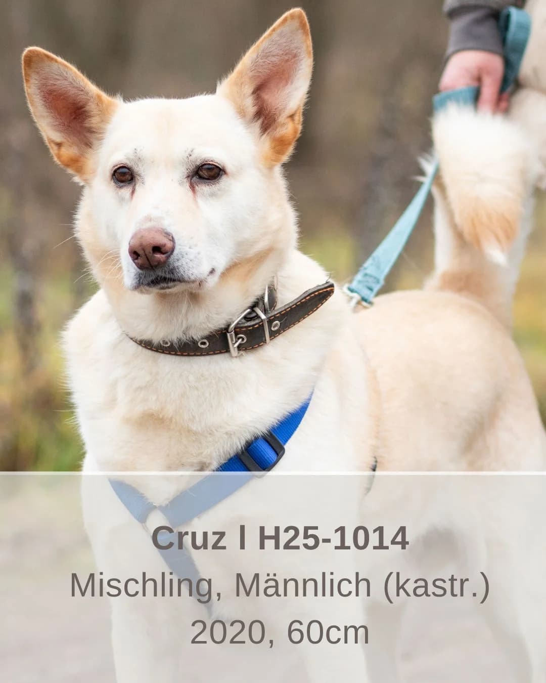 Cruz | H25-1014, male Mixed Breed for adoption at Tierschutzverein House of animals Marfino eV, Jessen (Elster)