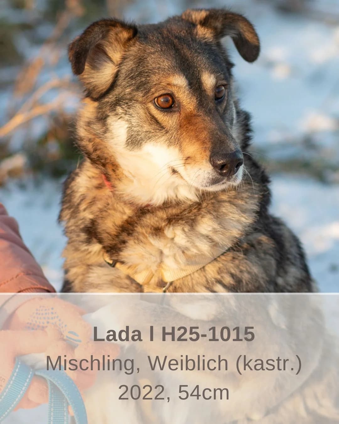 Lada | H25-1015, female Mixed Breed for adoption at Tierschutzverein House of animals Marfino eV, Jessen (Elster)
