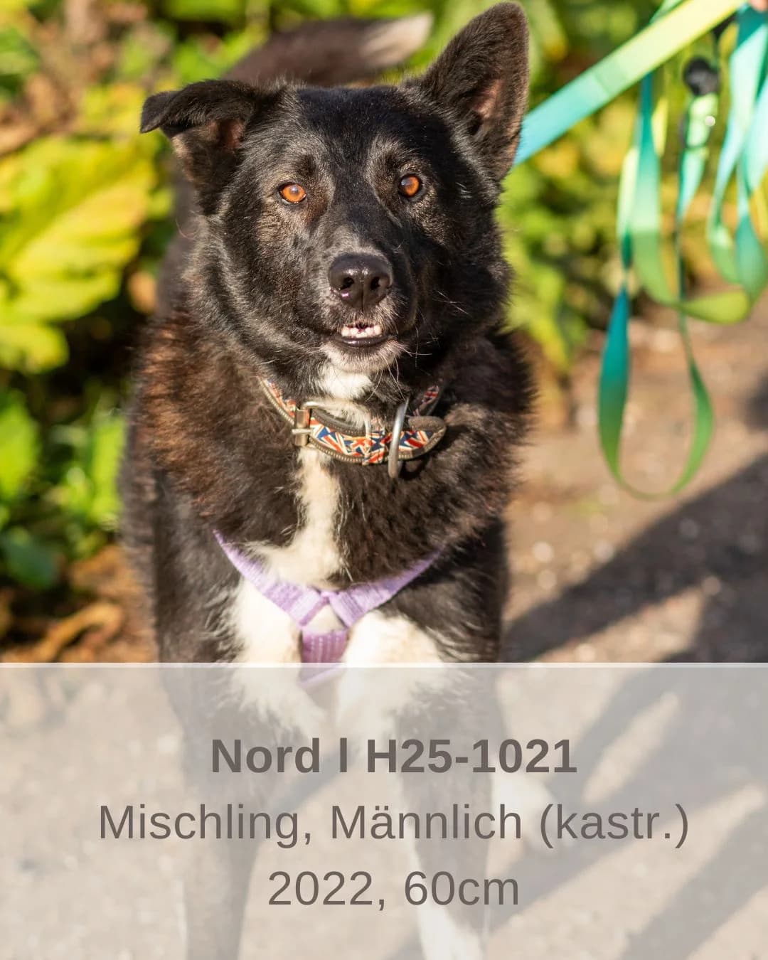 Nord | H25-1021, male Mixed Breed for adoption at Tierschutzverein House of animals Marfino eV, Jessen (Elster)