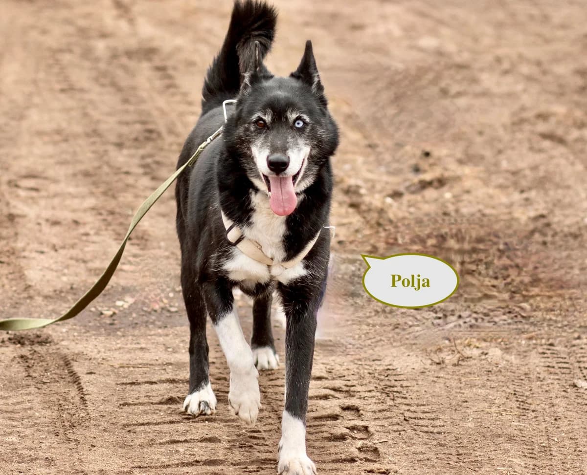 Polja | H25-1024, female Mixed Breed for adoption at Tierschutzverein House of animals Marfino eV, Jessen (Elster)