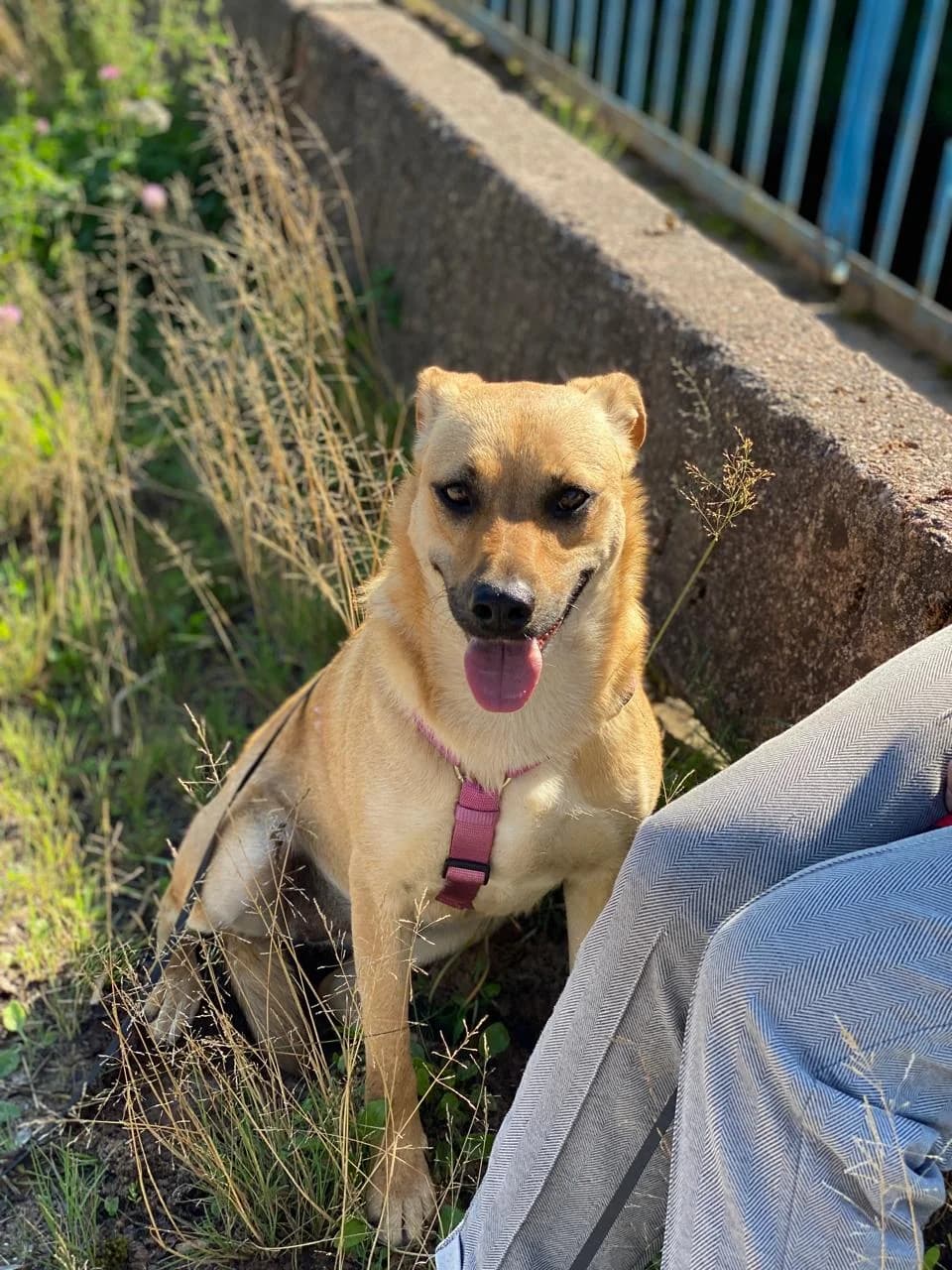 Lilu | H25-1028, female Mixed Breed for adoption at Tierschutzverein House of animals Marfino eV, Jessen (Elster)