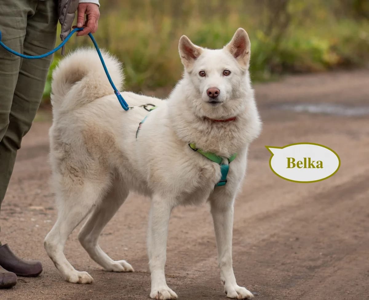 Belka | H25-1029, female Mixed Breed for adoption at Tierschutzverein House of animals Marfino eV, Jessen (Elster)