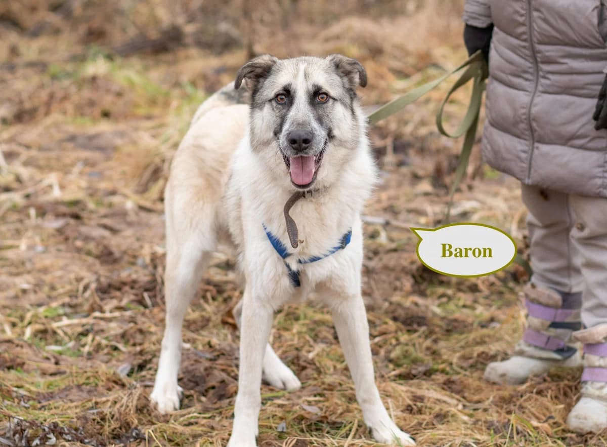 Baron | H25-1030, male Mixed Breed for adoption at Tierschutzverein House of animals Marfino eV, Jessen (Elster)