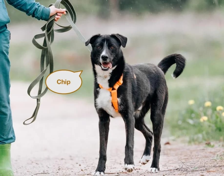 Chip | H25-1032, male young Mixed Breed for adoption at Tierschutzverein House of animals Marfino eV, Jessen (Elster)