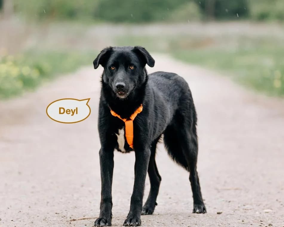 Deyl | H25-1033, male Mixed Breed for adoption at Tierschutzverein House of animals Marfino eV, Jessen (Elster)