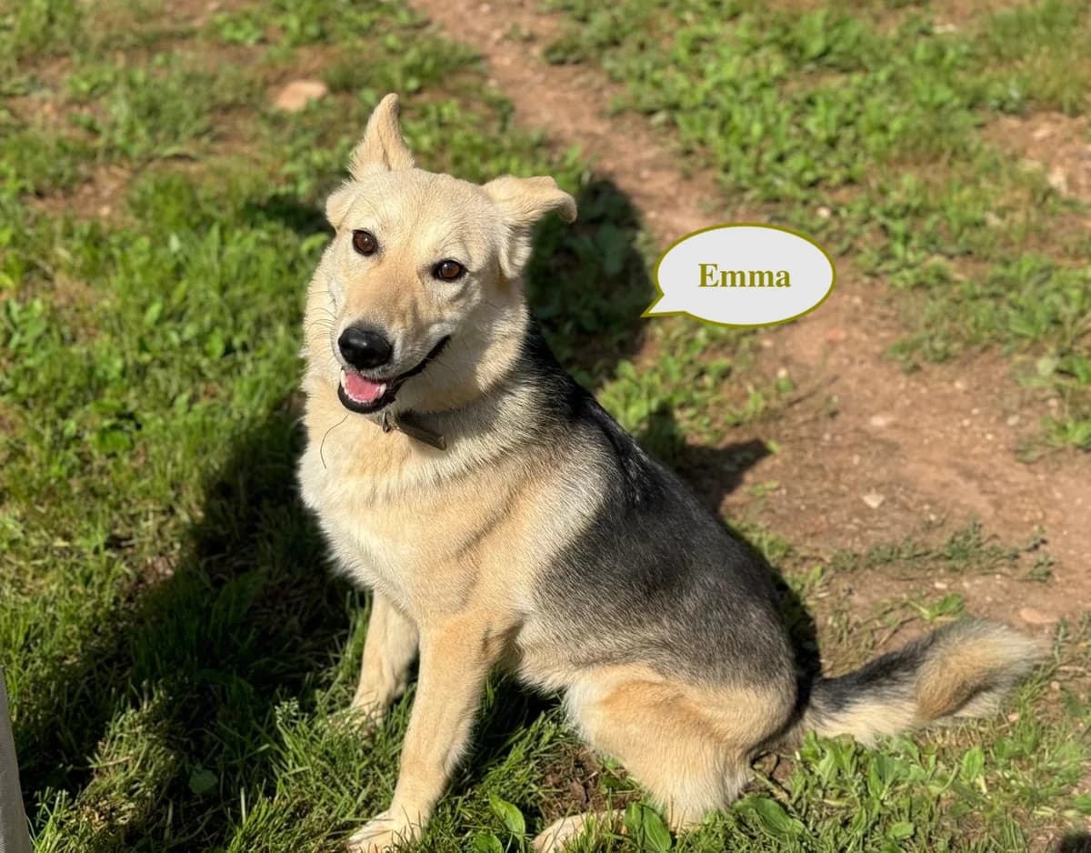 Emma | H25-1034, male Mixed Breed for adoption at Tierschutzverein House of animals Marfino eV, Jessen (Elster)