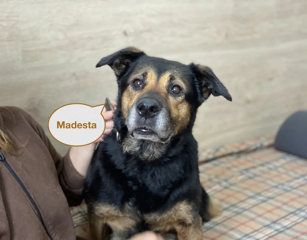 Madesta | H25-1037, female Mixed Breed for adoption at Tierschutzverein House of animals Marfino eV, Jessen (Elster)