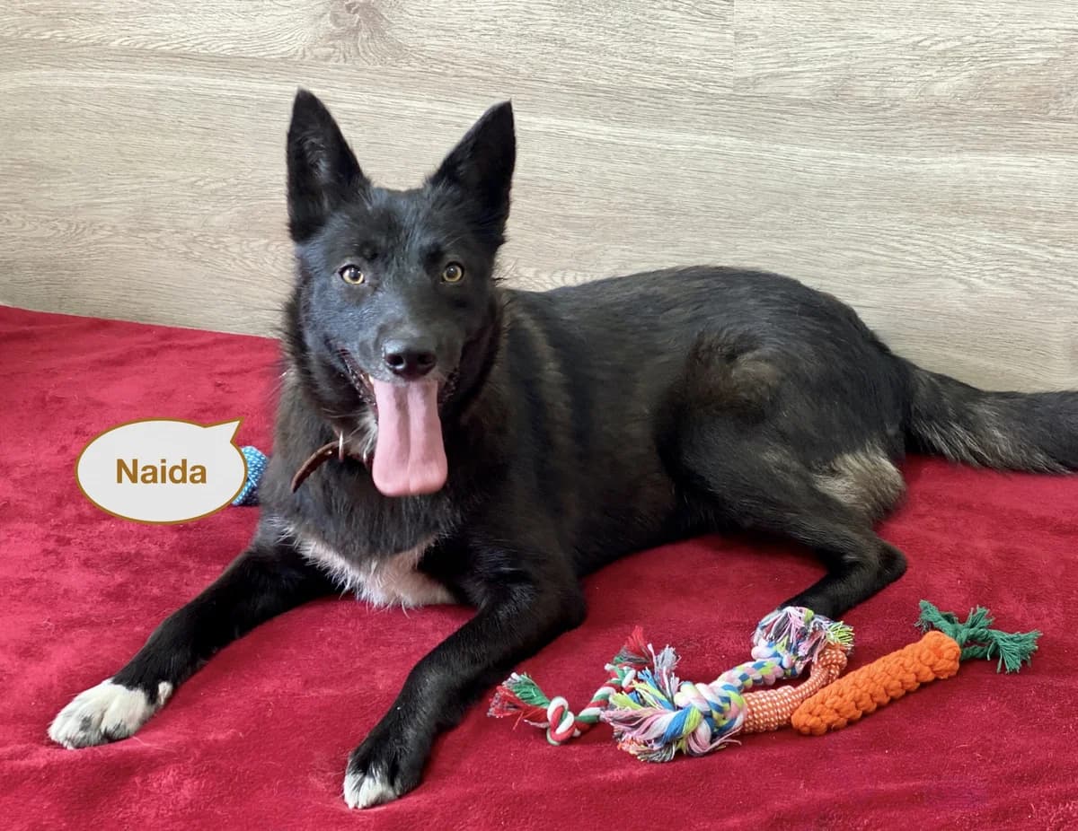 Naida | H25-1038, female Mixed Breed for adoption at Tierschutzverein House of animals Marfino eV, Jessen (Elster)