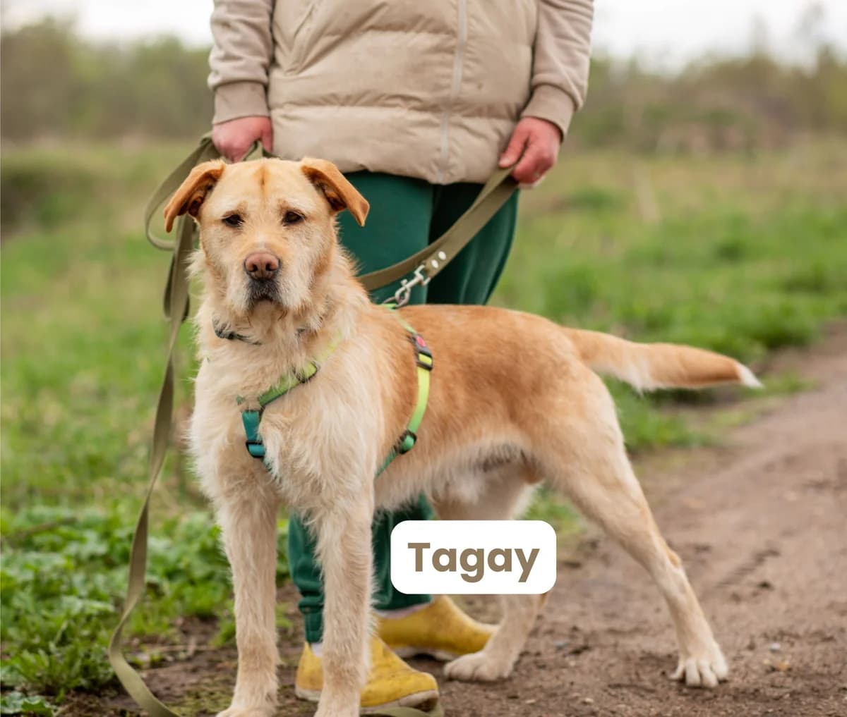 Tagay | H25-1039, male Mixed Breed for adoption at Tierschutzverein House of animals Marfino eV, Jessen (Elster)