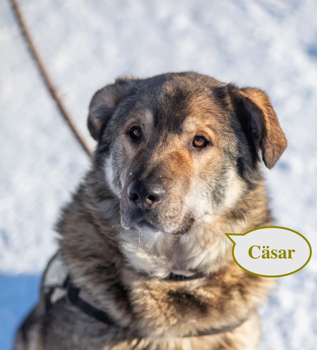 Cäsar | H25-1040, male Mixed Breed for adoption at Tierschutzverein House of animals Marfino eV, Jessen (Elster)