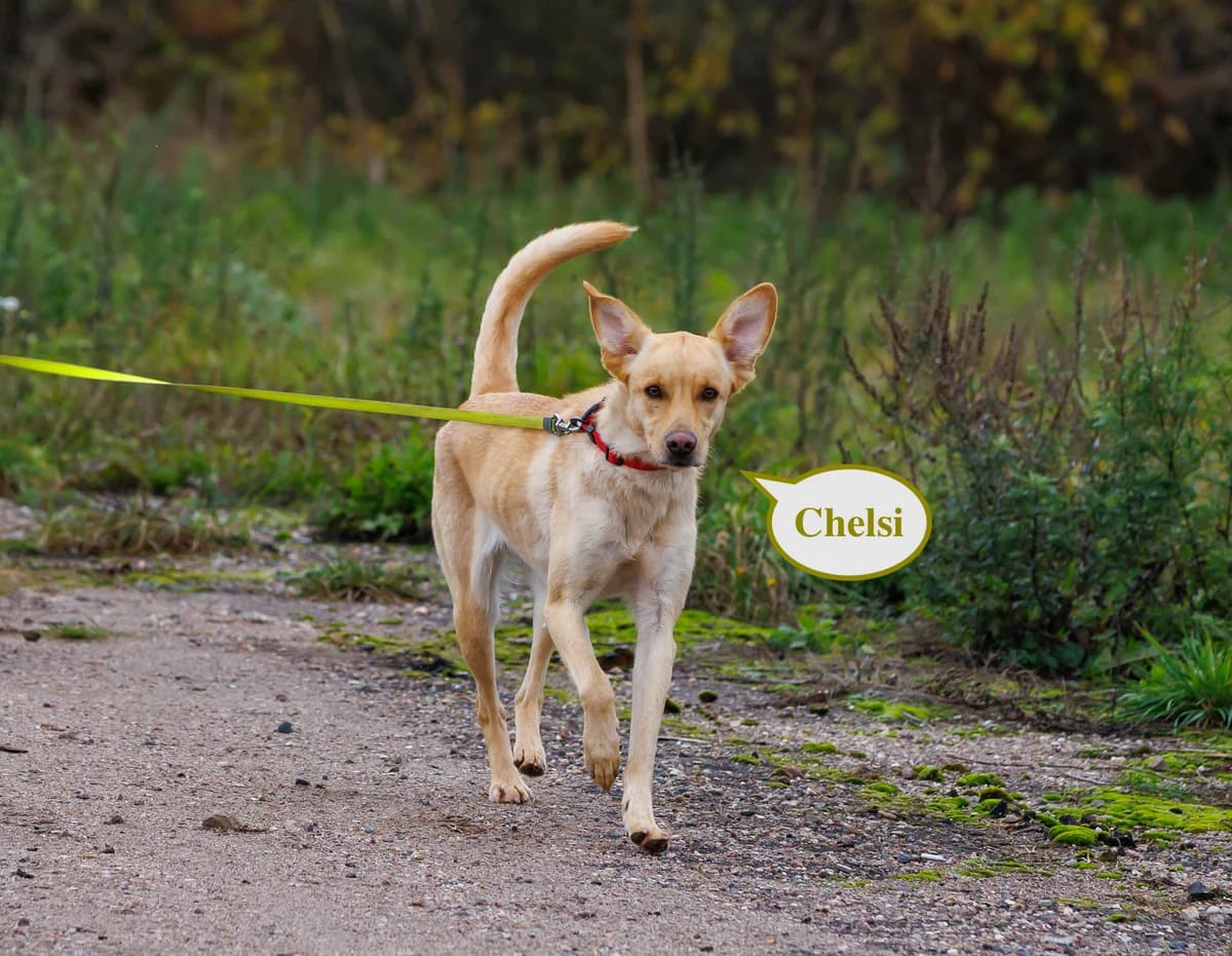 Chelsy | H25-1041, male Mixed Breed for adoption at Tierschutzverein House of animals Marfino eV, Jessen (Elster)