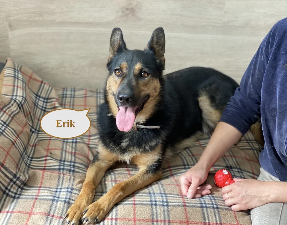 Erik | H25-1042, male Mixed Breed for adoption at Tierschutzverein House of animals Marfino eV, Jessen (Elster)
