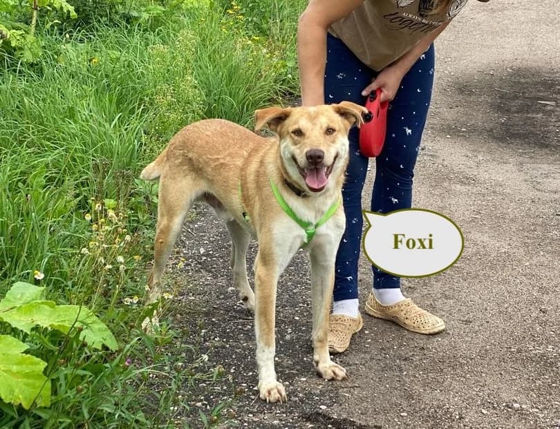 Foxi | H25-1043, male Mixed Breed for adoption at Tierschutzverein House of animals Marfino eV, Jessen (Elster)