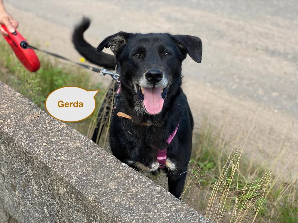 Gerda | H25-1044, female Mixed Breed for adoption at Tierschutzverein House of animals Marfino eV, Jessen (Elster)