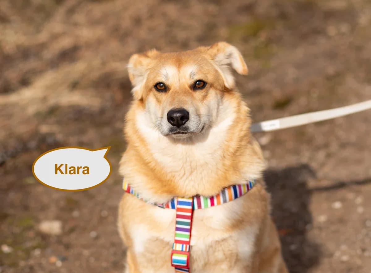 Klara | H25-1045, female Mixed Breed for adoption at Tierschutzverein House of animals Marfino eV, Jessen (Elster)
