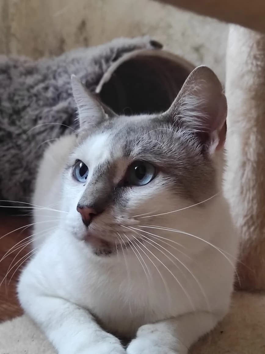 Fabian | K25-1002, male Mixed Breed for adoption at Tierschutzverein House of animals Marfino eV, Jessen (Elster)