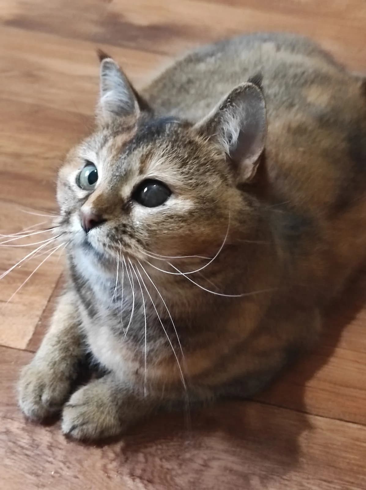 Cleopatra| K25-1000, female Mixed Breed for adoption at Tierschutzverein House of animals Marfino eV, Jessen (Elster)