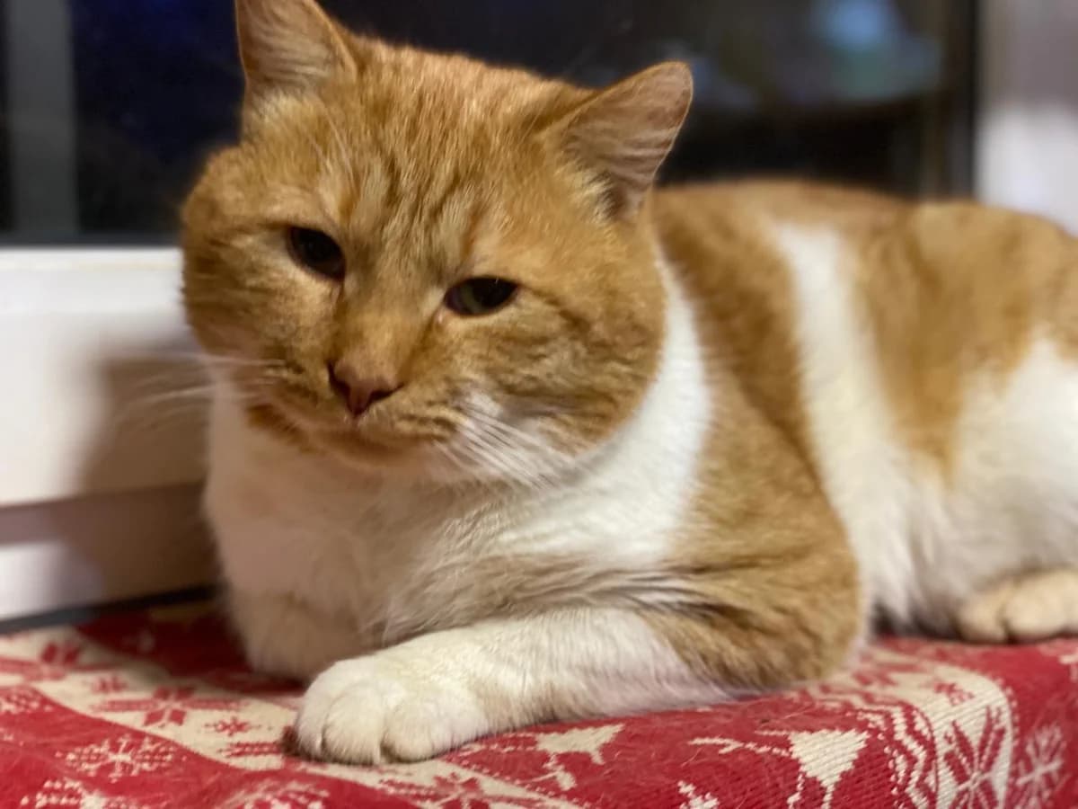 Barsik | K25-1003, male Mixed Breed for adoption at Tierschutzverein House of animals Marfino eV, Jessen (Elster)