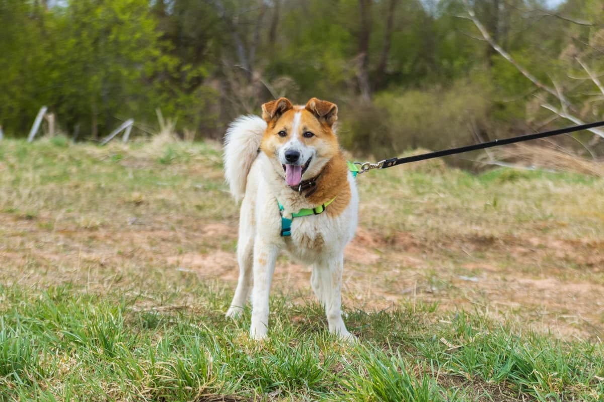 Alma | H25-1031, female Mixed Breed for adoption at Tierschutzverein House of animals Marfino eV, Jessen (Elster)