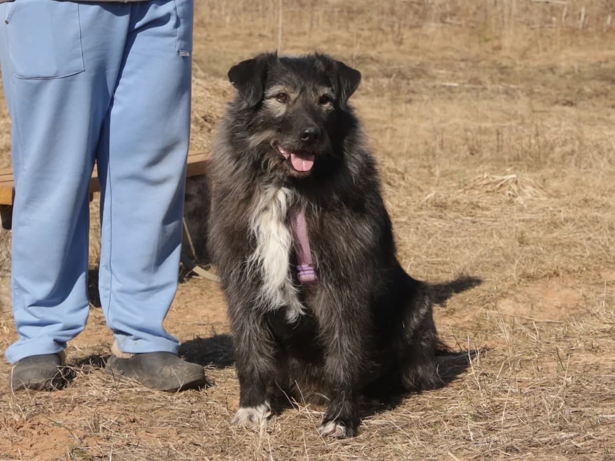 Borodatsch | H26-1068, male Mixed Breed for adoption at Tierschutzverein House of animals Marfino eV, Jessen (Elster)