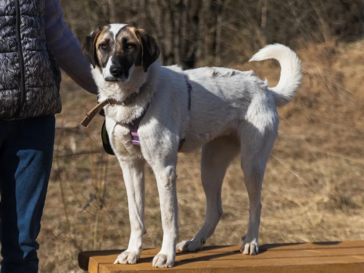 Dana | H25-1053, female Mixed Breed for adoption at Tierschutzverein House of animals Marfino eV, Jessen (Elster)