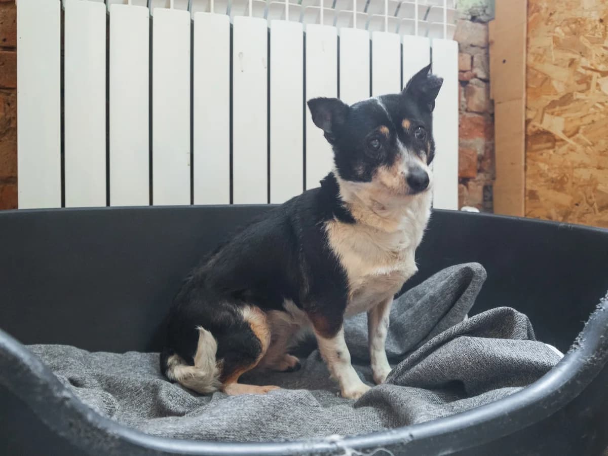 Ida | H26-1069, female Mixed Breed for adoption at Tierschutzverein House of animals Marfino eV, Jessen (Elster)