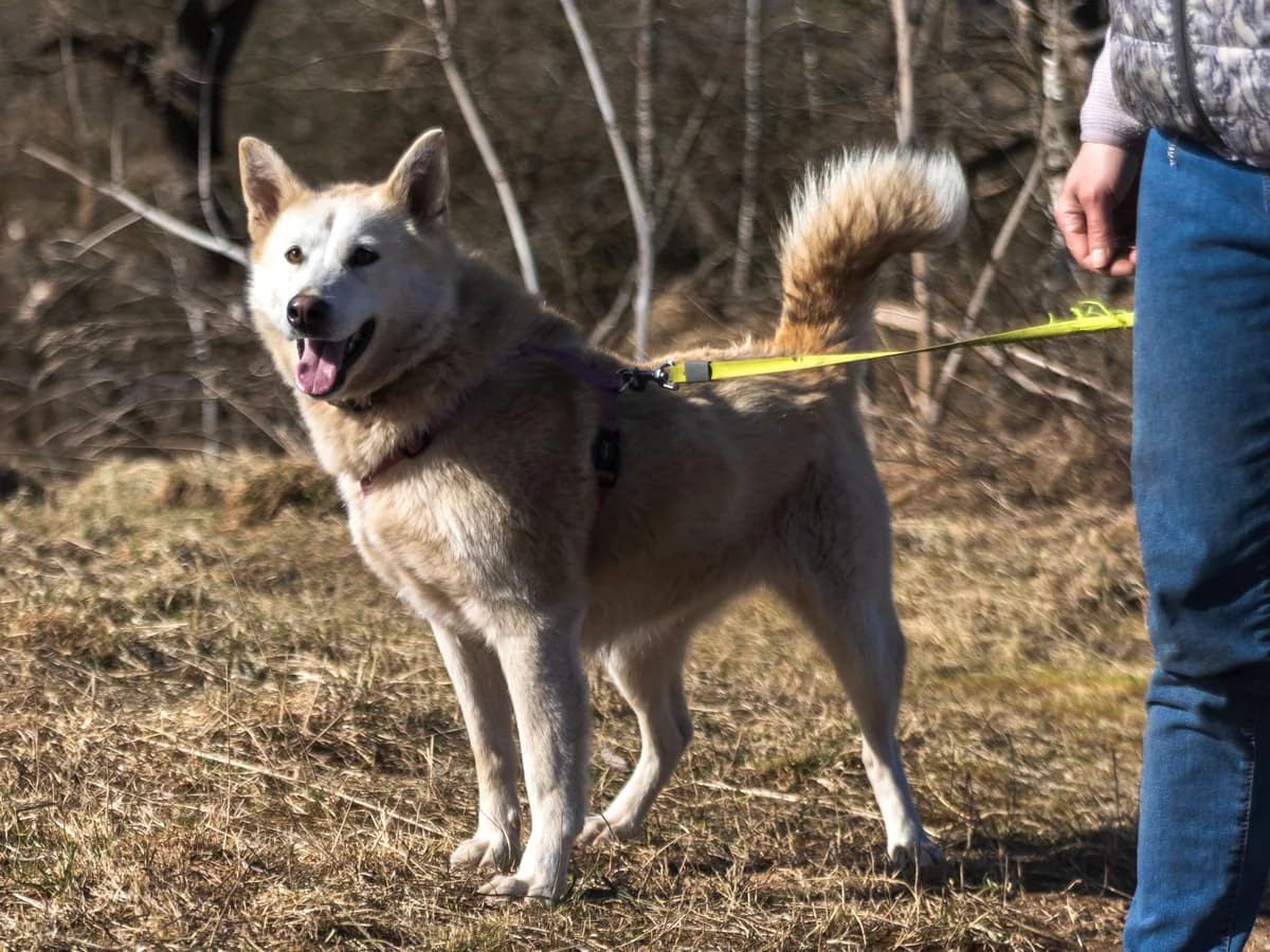 Mila | H26-1071, female Mixed Breed for adoption at Tierschutzverein House of animals Marfino eV, Jessen (Elster)