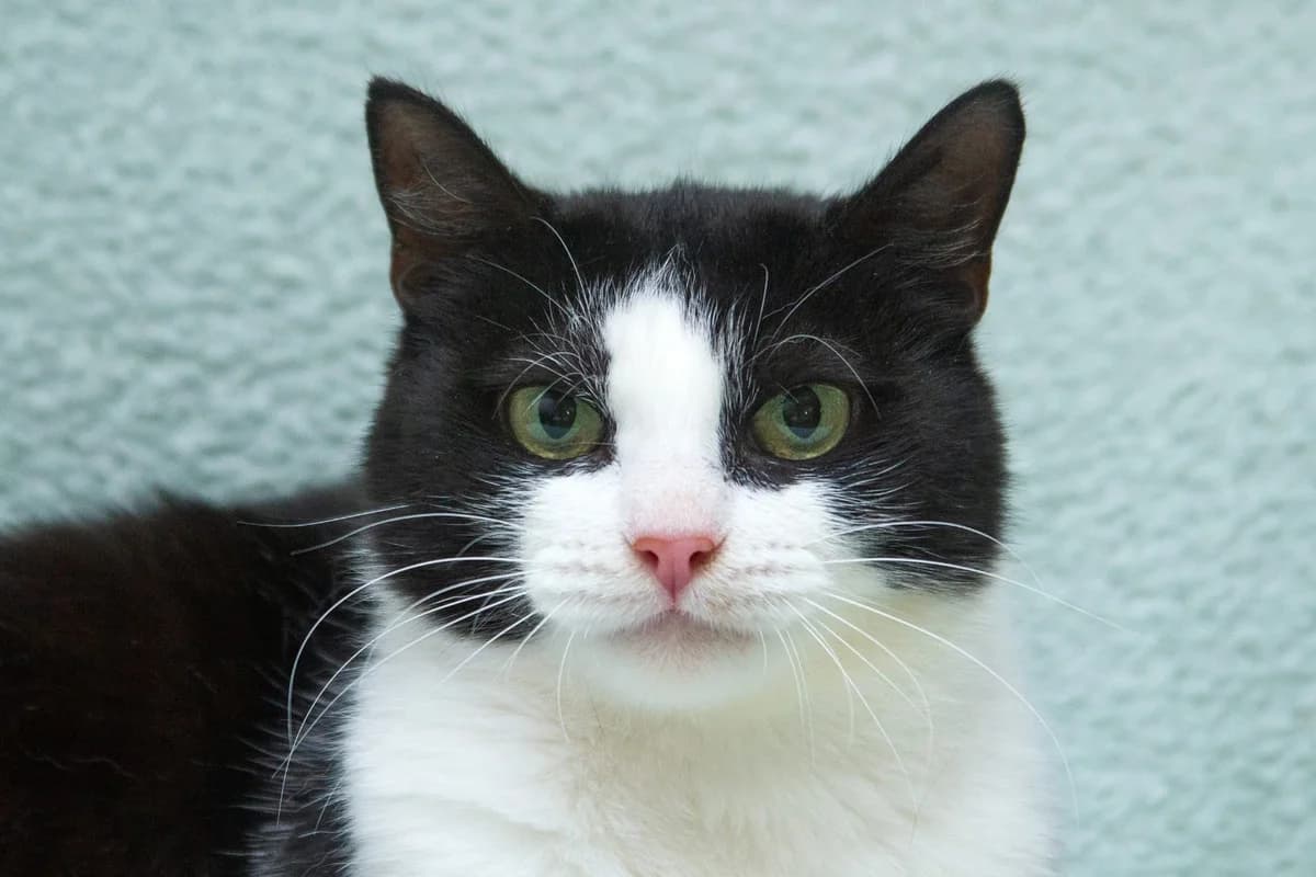 Gallia| K25-1004, female 5yo Mixed Breed for adoption at Tierschutzverein House of animals Marfino eV, Jessen (Elster)
