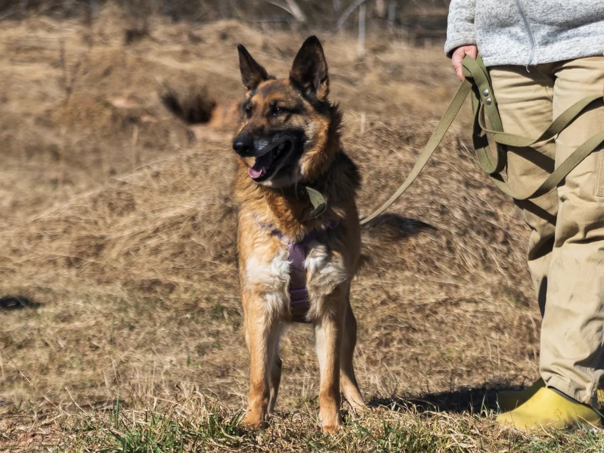Naida | H26-1072, female Mixed Breed for adoption at Tierschutzverein House of animals Marfino eV, Jessen (Elster)