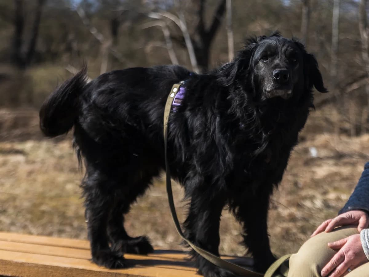 Nyusha | H26-1073, female Mixed Breed for adoption at Tierschutzverein House of animals Marfino eV, Jessen (Elster)