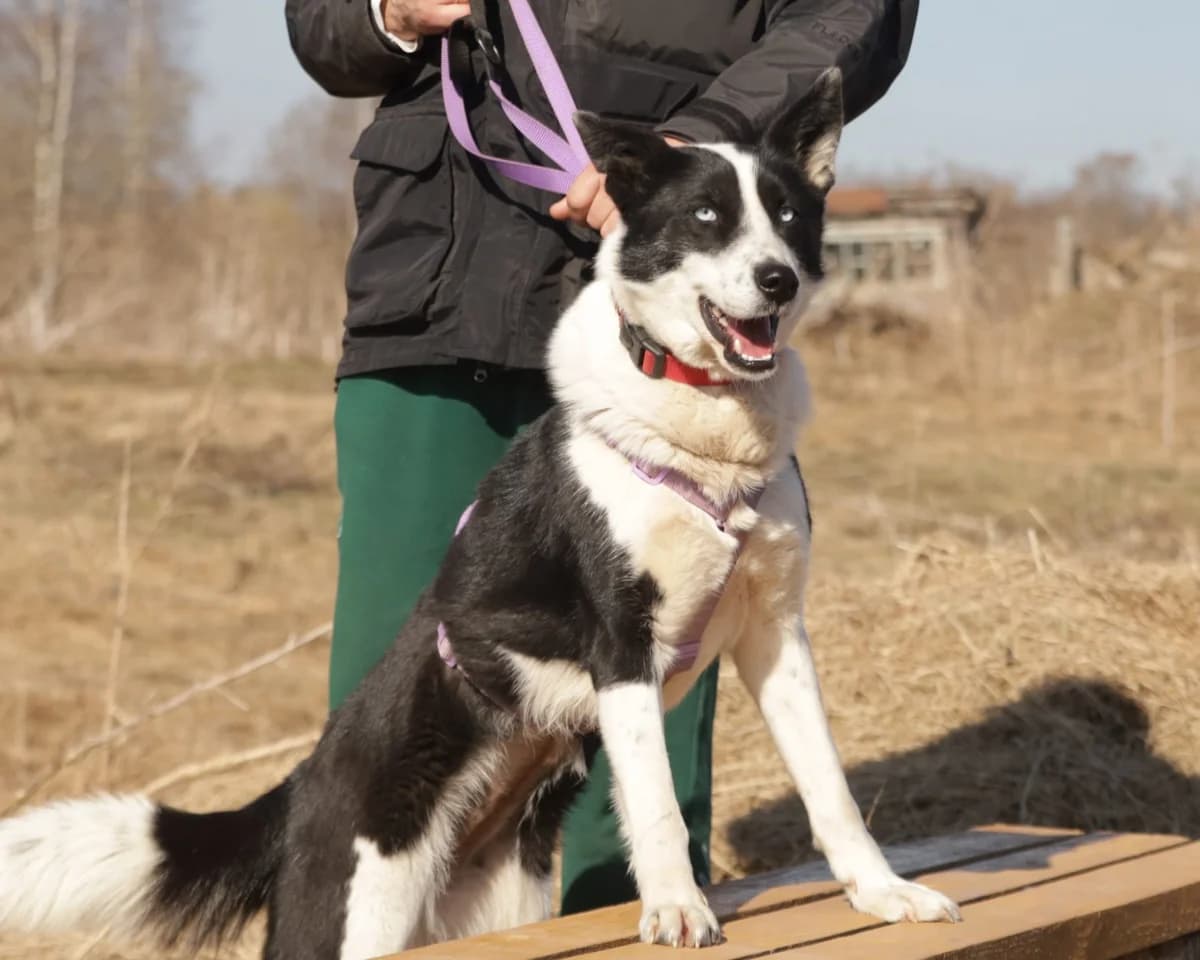 Tina | H26-1075, female Mixed Breed for adoption at Tierschutzverein House of animals Marfino eV, Jessen (Elster)