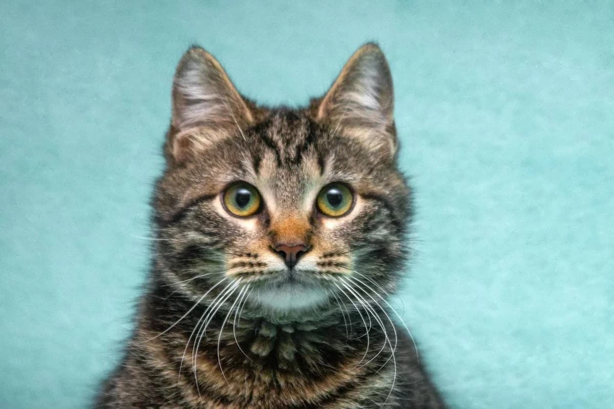 Tichon | K25-1009, male young Mixed Breed for adoption at Tierschutzverein House of animals Marfino eV, Jessen (Elster)