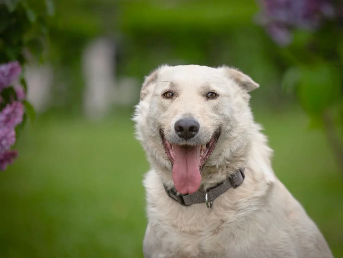 Almas | H26-1083, male Mixed Breed for adoption at Tierschutzverein House of animals Marfino eV, Jessen (Elster)