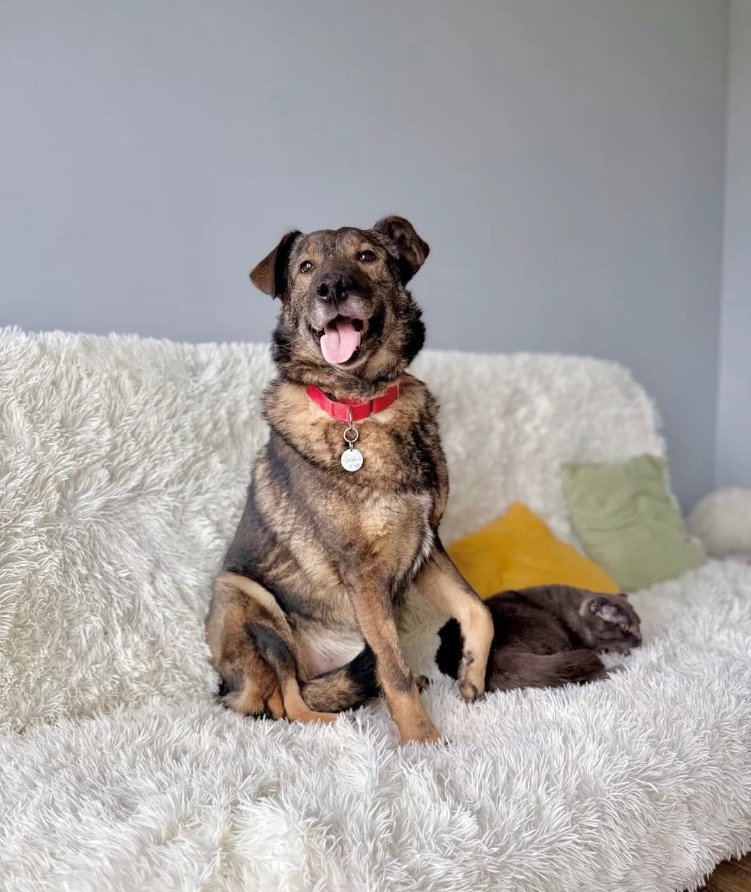 Phil| H26-1084, male Mixed Breed for adoption at Tierschutzverein House of animals Marfino eV, Jessen (Elster)