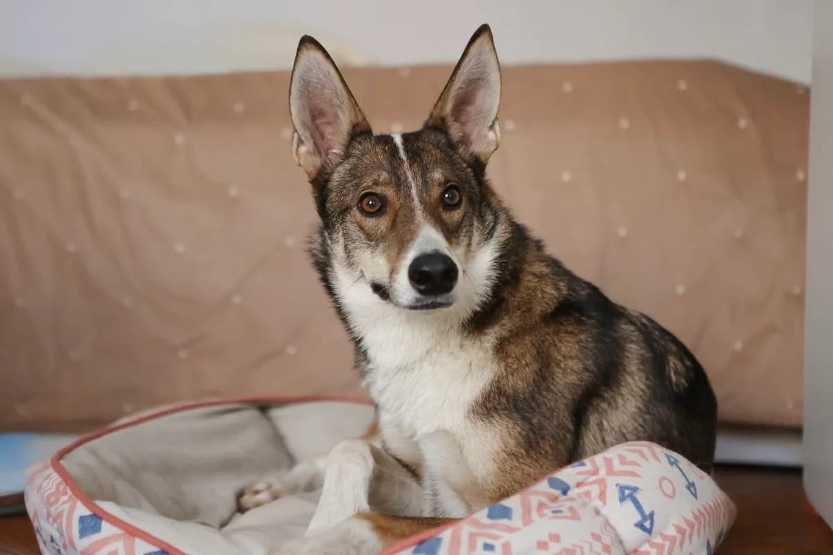 Leis| H26-1085, male Mixed Breed for adoption at Tierschutzverein House of animals Marfino eV, Jessen (Elster)