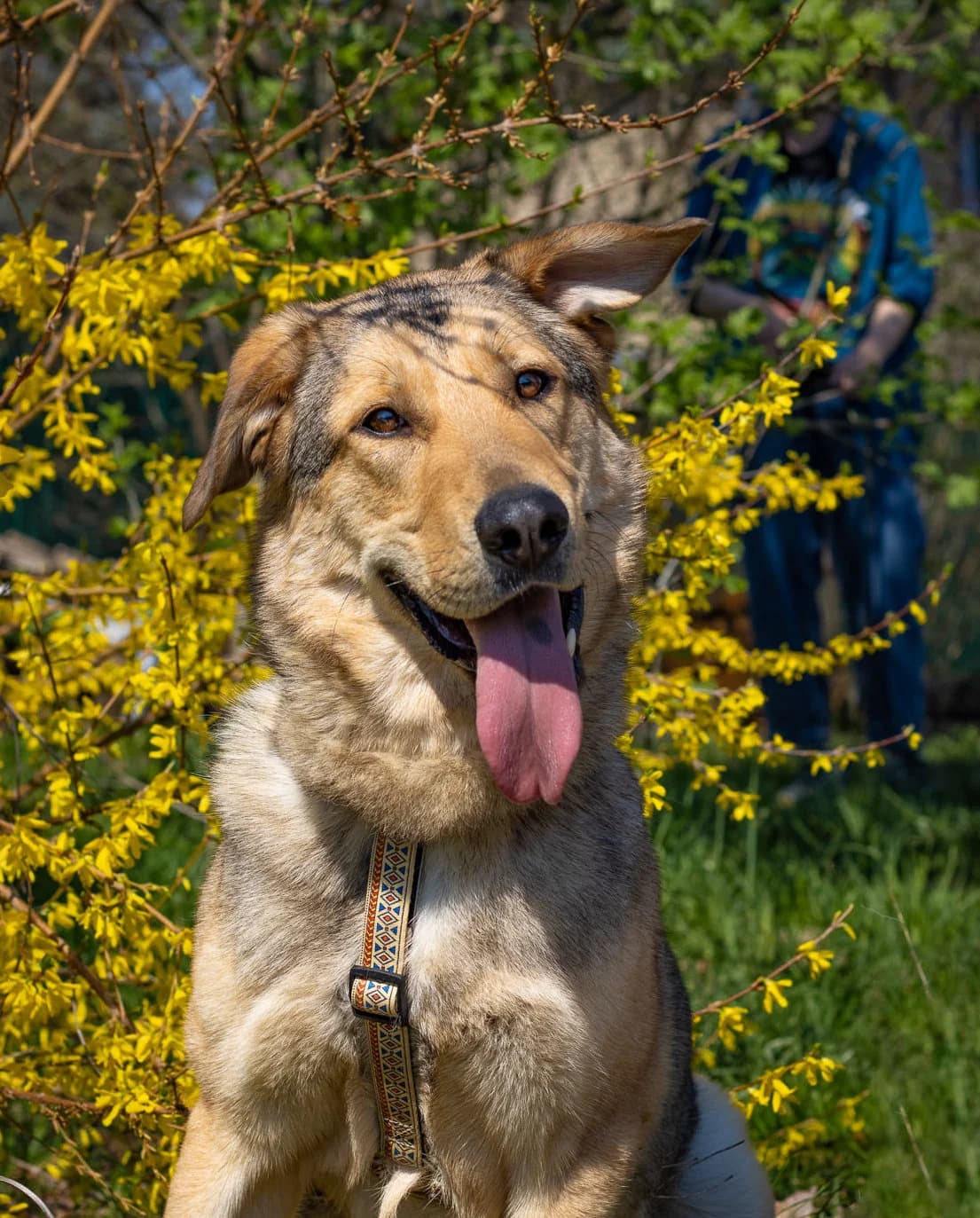 Yukon| H26-1092, male Mixed Breed for adoption at Tierschutzverein House of animals Marfino eV, Jessen (Elster)