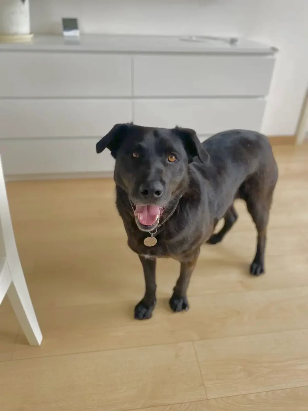 Stella | H26-1087, female Mixed Breed for adoption at Tierschutzverein House of animals Marfino eV, Jessen (Elster)
