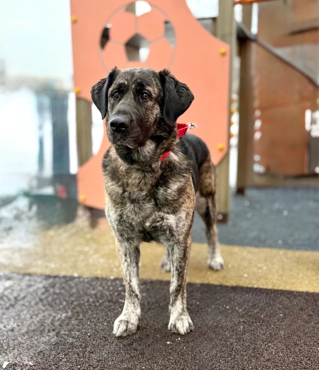 Shanya | H26-1088, female Mixed Breed for adoption at Tierschutzverein House of animals Marfino eV, Jessen (Elster)