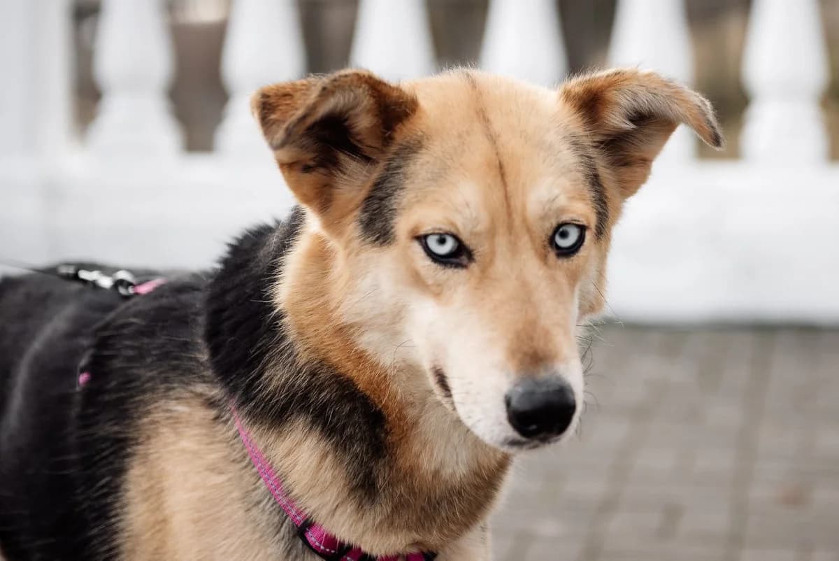 Luna | H26-1089, female Mixed Breed for adoption at Tierschutzverein House of animals Marfino eV, Jessen (Elster)