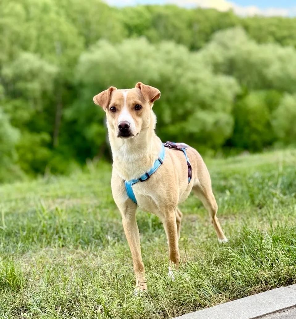Buffy | H26-1090, female Mixed Breed for adoption at Tierschutzverein House of animals Marfino eV, Jessen (Elster)