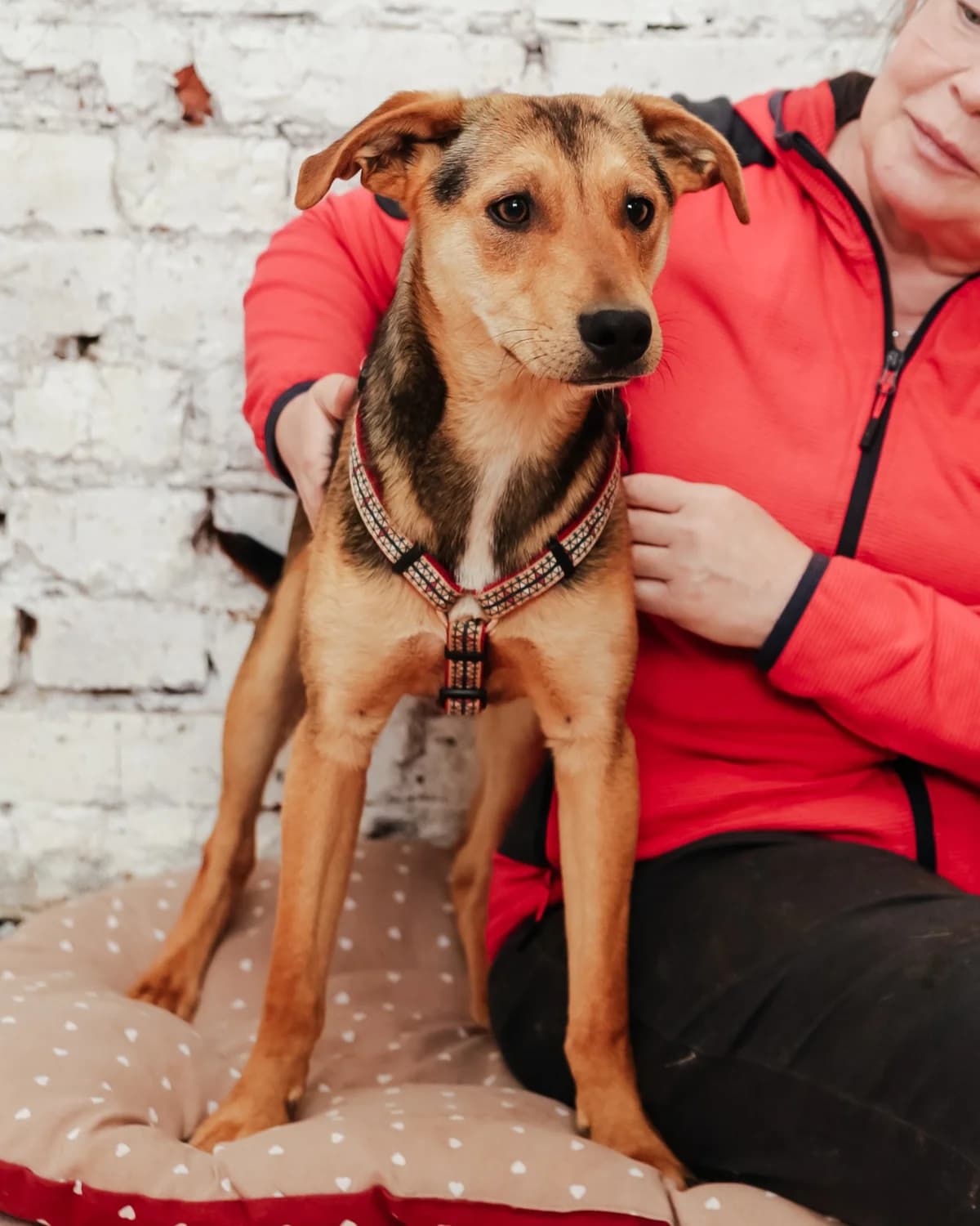 Platon | H26-1082, male Mixed Breed for adoption at Tierschutzverein House of animals Marfino eV, Jessen (Elster)