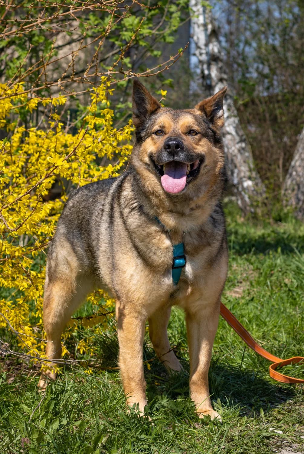 Jack| H26-1093, male Mixed Breed for adoption at Tierschutzverein House of animals Marfino eV, Jessen (Elster)