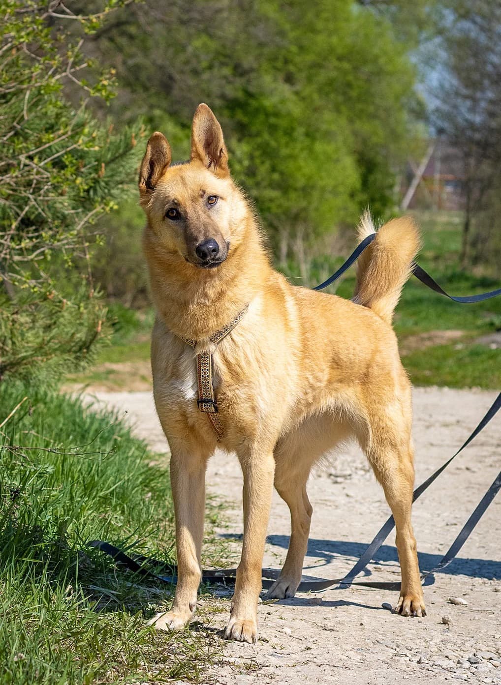 Vinga | H26-1094, female Mixed Breed for adoption at Tierschutzverein House of animals Marfino eV, Jessen (Elster)