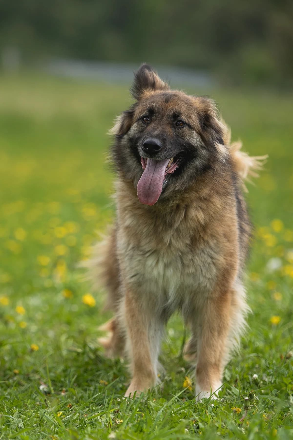 Alisa | H26-1097, female Mixed Breed for adoption at Tierschutzverein House of animals Marfino eV, Jessen (Elster)