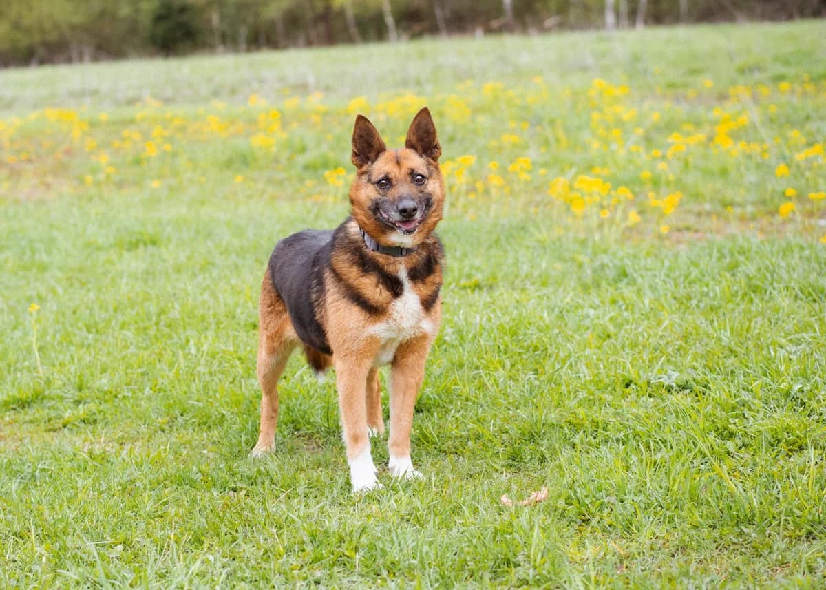 Bulochka | H26-1098, female Mixed Breed for adoption at Tierschutzverein House of animals Marfino eV, Jessen (Elster)