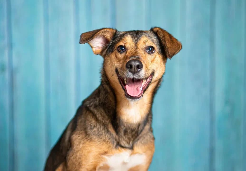 Kitana | H26-1100, female Mixed Breed for adoption at Tierschutzverein House of animals Marfino eV, Jessen (Elster)