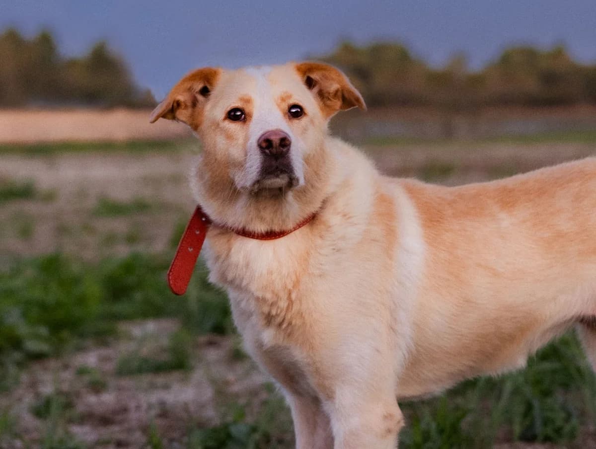 Lemura | H26-1101, female Mixed Breed for adoption at Tierschutzverein House of animals Marfino eV, Jessen (Elster)