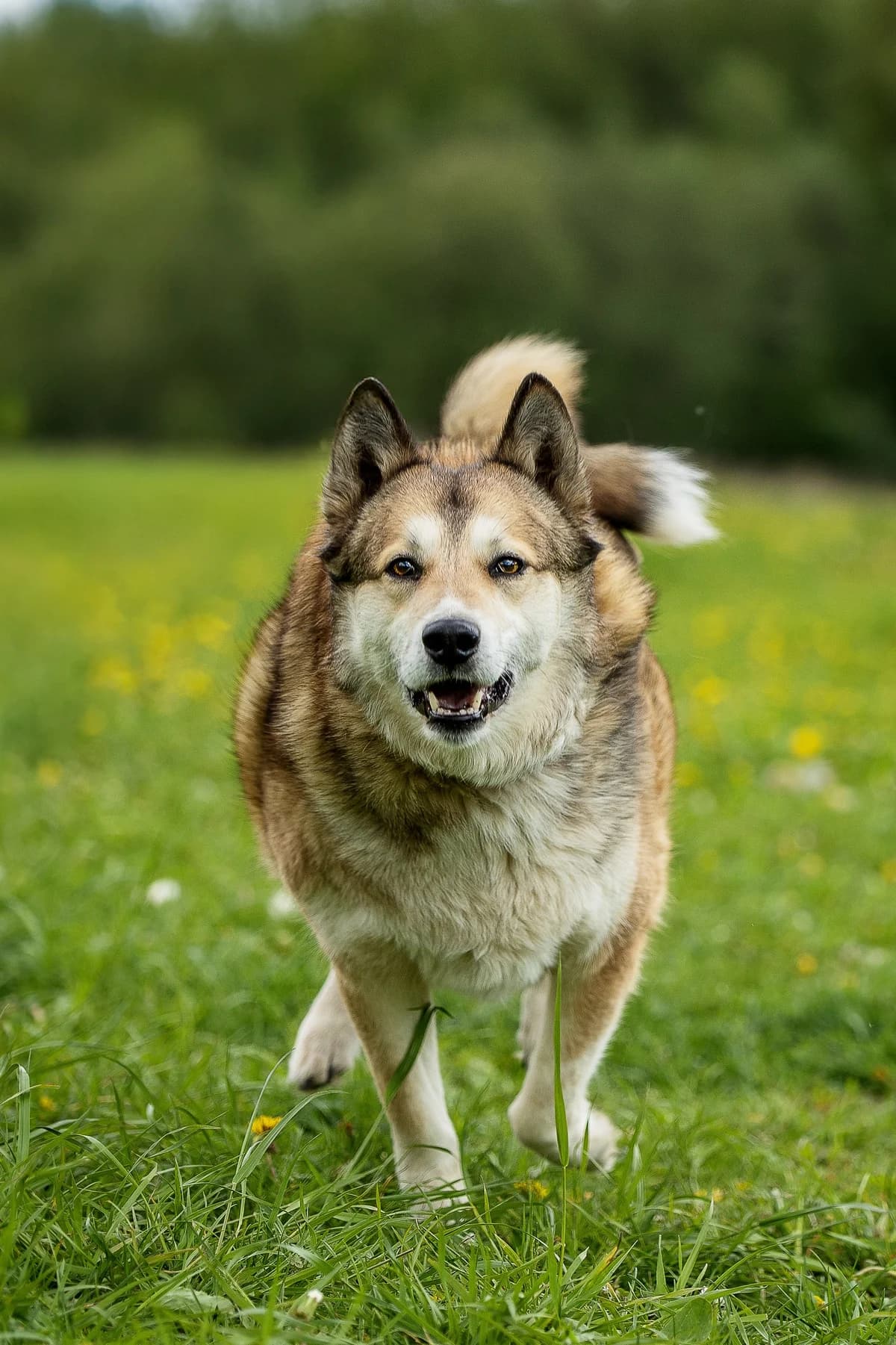 Silva | H26-1102, female Mixed Breed for adoption at Tierschutzverein House of animals Marfino eV, Jessen (Elster)