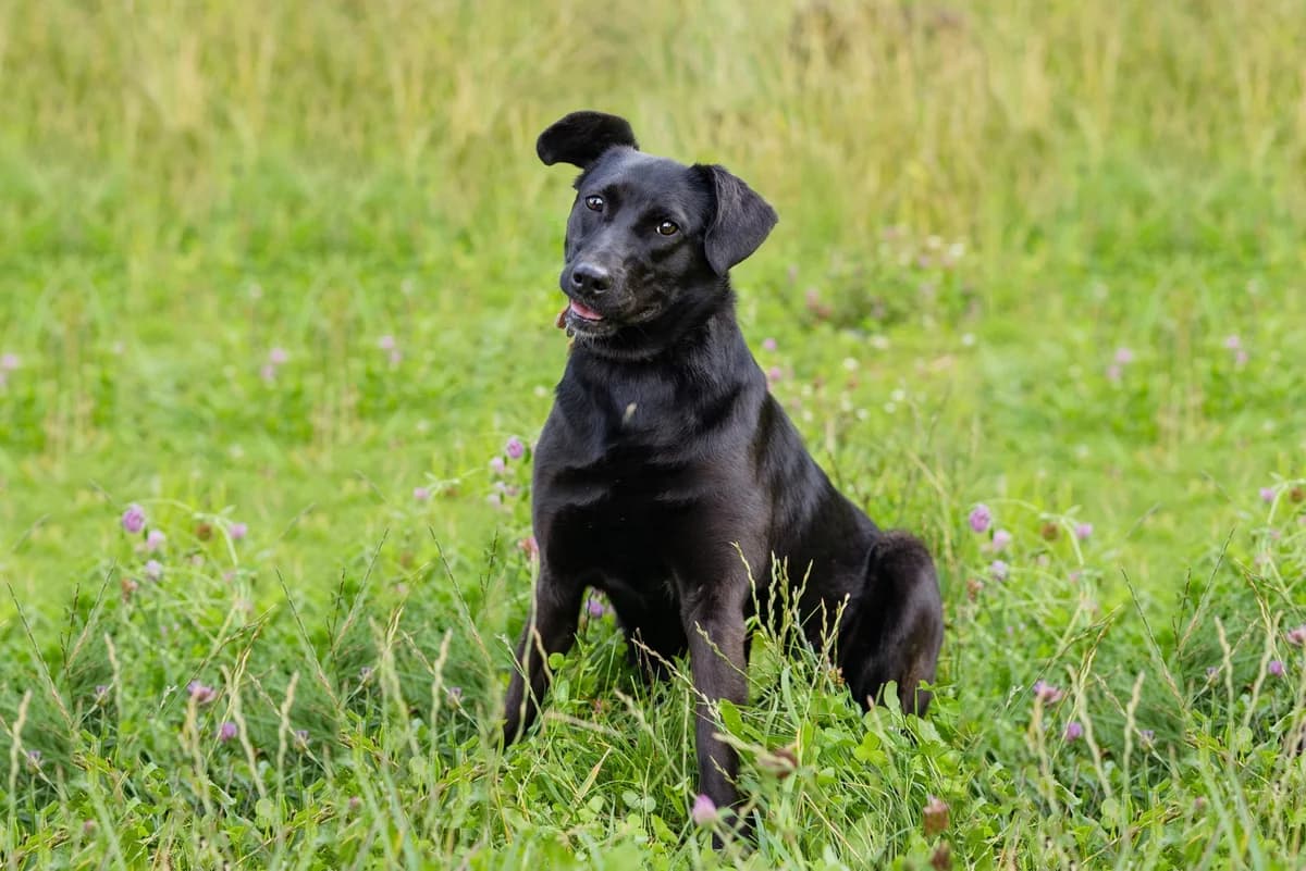 Tusya | H26-1103, female Mixed Breed for adoption at Tierschutzverein House of animals Marfino eV, Jessen (Elster)